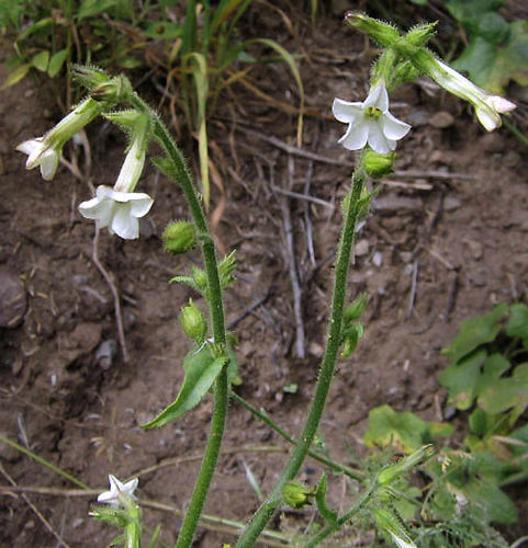 Nicotiana clevelandii